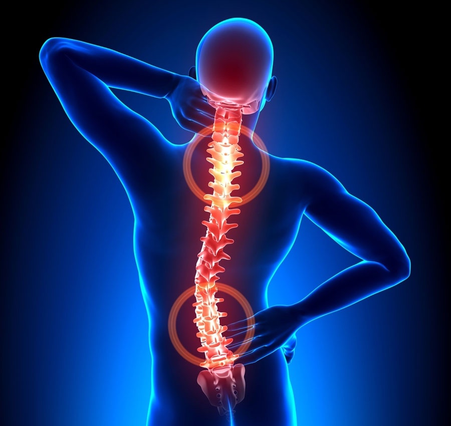 spine
